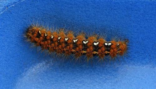 Euplagia quadripunctaria